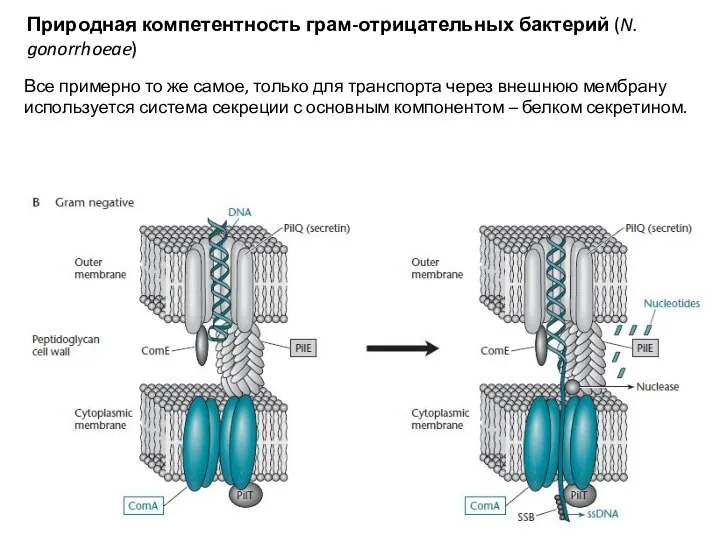 Природная компетентность грам-отрицательных бактерий (N. gonorrhoeae) Все примерно то же самое, только