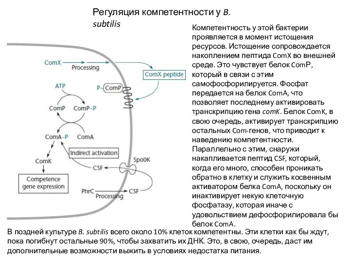 Регуляция компетентности у B. subtilis Компетентность у этой бактерии проявляется в момент