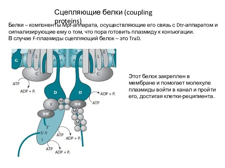 Сцепляющие белки (coupling proteins) Белки – компоненты Mpf-аппарата, осуществляющие его связь с