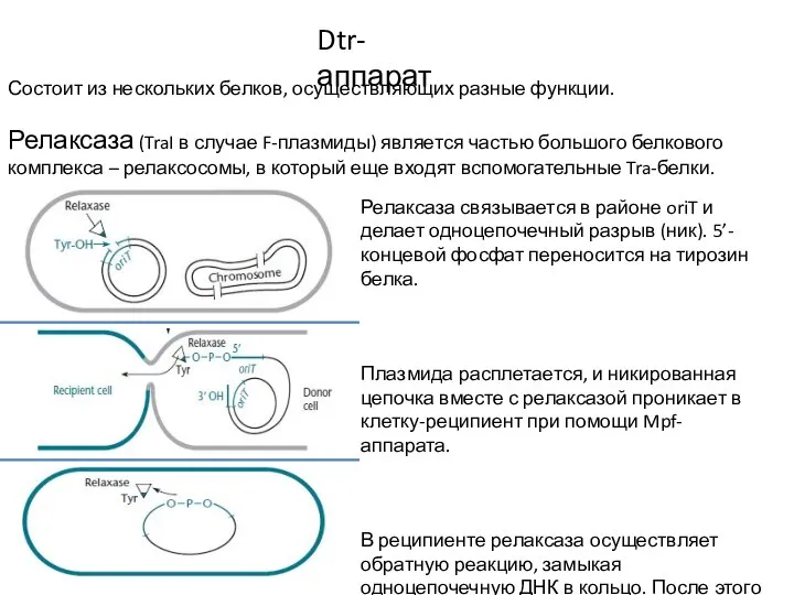 Dtr-аппарат Состоит из нескольких белков, осуществляющих разные функции. Релаксаза (TraI в случае