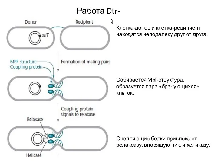 Работа Dtr-аппарата Клетка-донор и клетка-реципиент находятся неподалеку друг от друга. Собирается Mpf-структура,