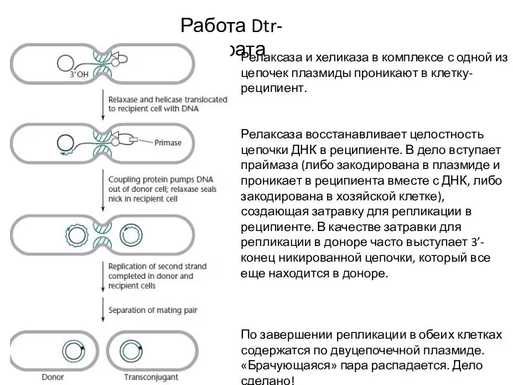 Работа Dtr-аппарата Релаксаза и хеликаза в комплексе с одной из цепочек плазмиды