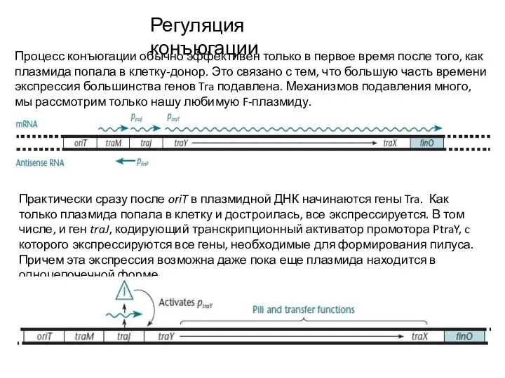 Регуляция конъюгации Процесс конъюгации обычно эффективен только в первое время после того,