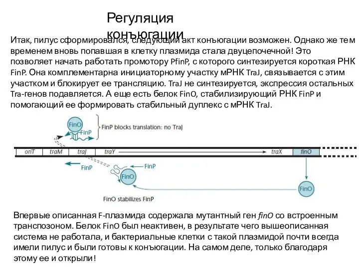 Регуляция конъюгации Итак, пилус сформировался, следующий акт конъюгации возможен. Однако же тем