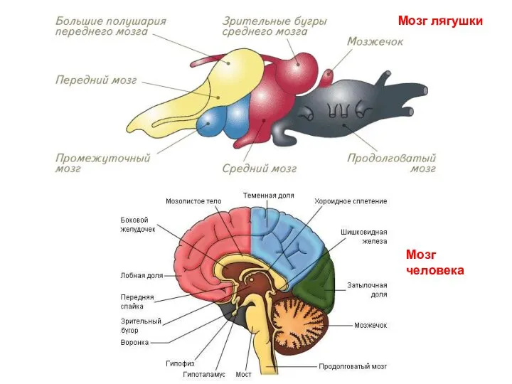 Мозг лягушки Мозг человека