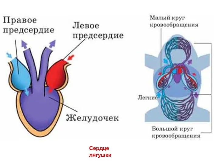 Сердце лягушки
