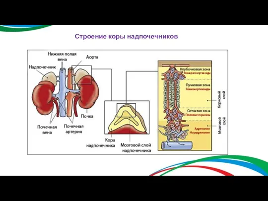 Строение коры надпочечников