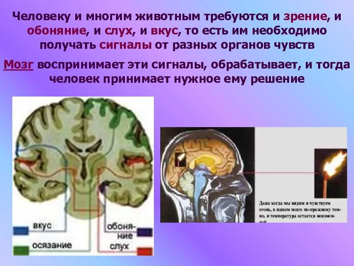 Человеку и многим животным требуются и зрение, и обоняние, и слух, и