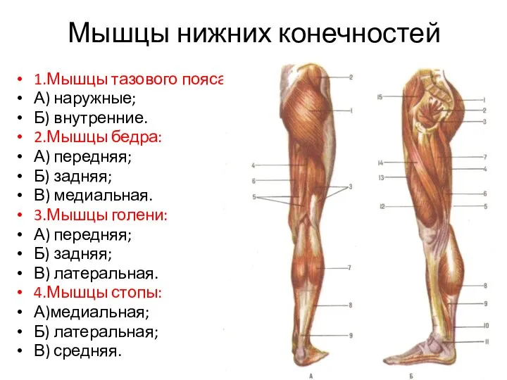 Мышцы нижних конечностей 1.Мышцы тазового пояса: А) наружные; Б) внутренние. 2.Мышцы бедра: