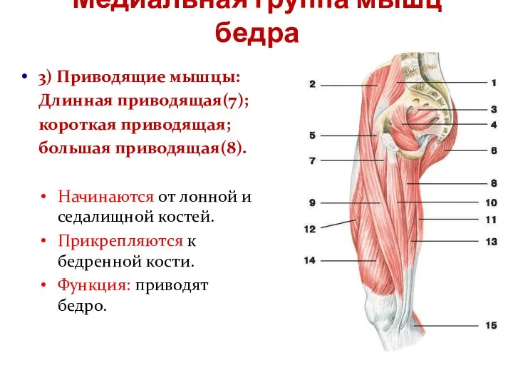 Медиальная группа мышц бедра 3) Приводящие мышцы: Длинная приводящая(7); короткая приводящая; большая