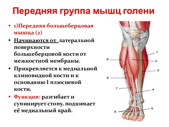 Передняя группа мышц голени 1)Передняя большеберцовая мышца (2) Начинаются от латеральной поверхности