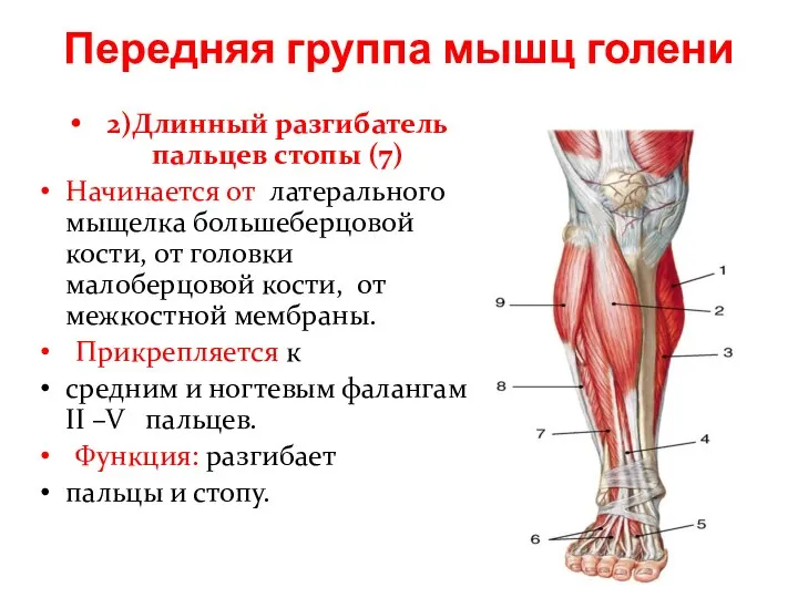 Передняя группа мышц голени 2)Длинный разгибатель пальцев стопы (7) Начинается от латерального
