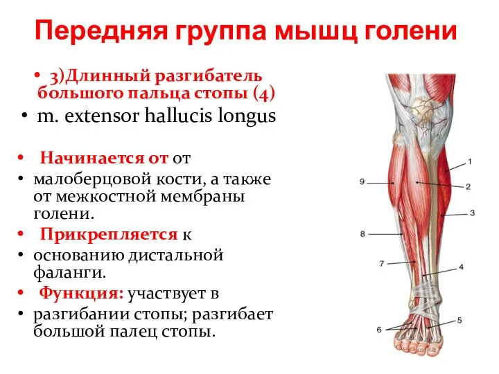 Передняя группа мышц голени 3)Длинный разгибатель большого пальца стопы (4) m. extensor