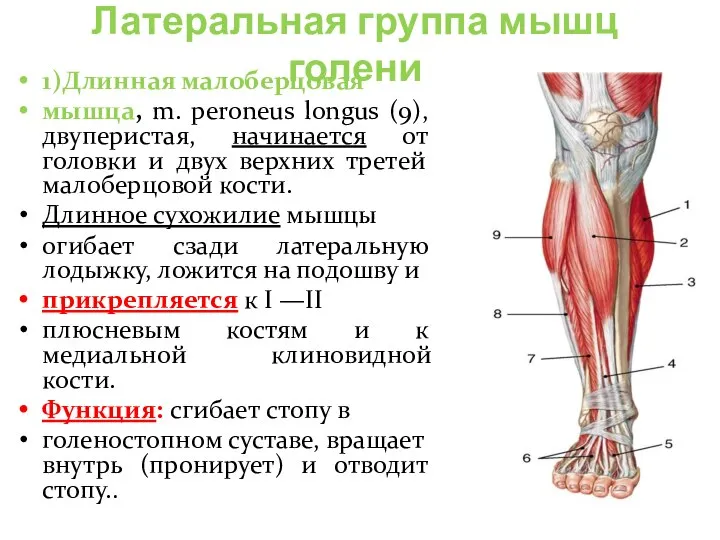 Латеральная группа мышц голени 1)Длинная малоберцовая мышца, m. peroneus longus (9), двуперистая,