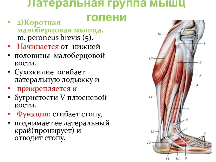 Латеральная группа мышц голени 2)Короткая малоберцовая мышца, m. peroneus brevis (5). Начинается