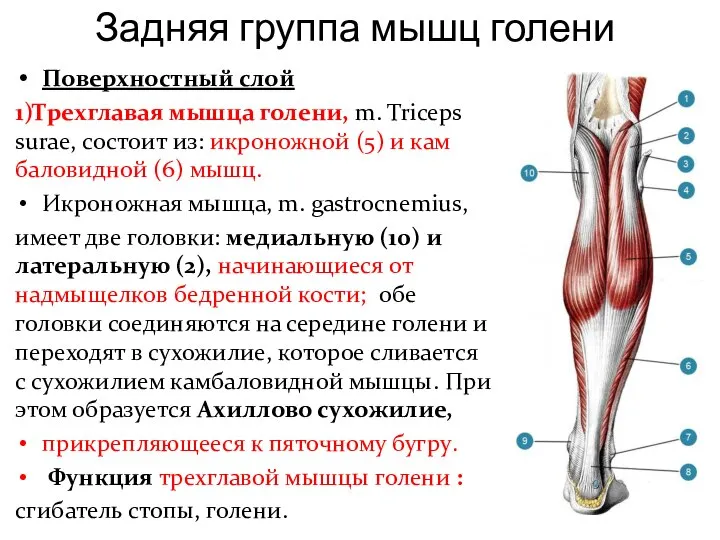 Задняя группа мышц голени Поверхностный слой 1)Трехгла­вая мышца голени, m. Triceps surae,