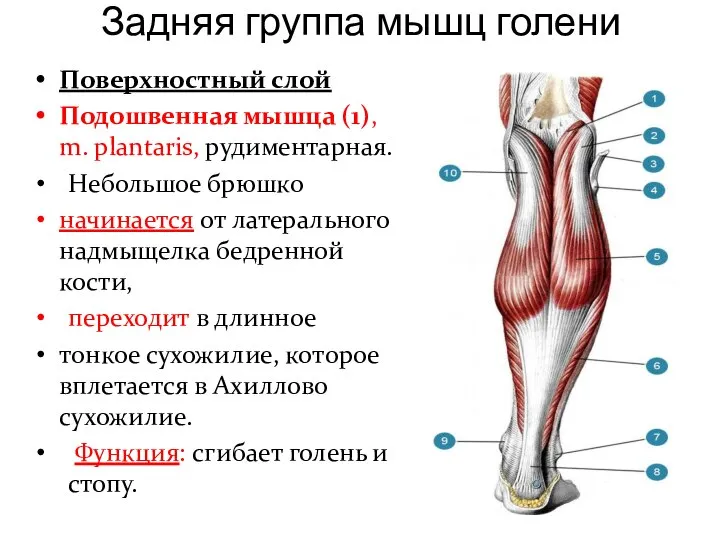 Задняя группа мышц голени Поверхностный слой Подошвенная мышца (1), m. plantaris, рудиментарная.