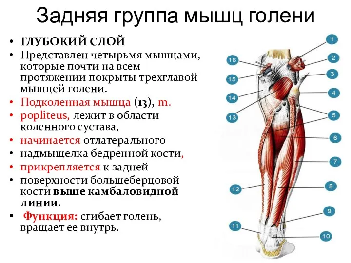 Задняя группа мышц голени ГЛУБОКИЙ СЛОЙ Представлен четырьмя мышцами, которые почти на