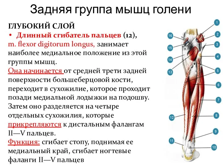 Задняя группа мышц голени ГЛУБОКИЙ СЛОЙ Длинный сгибатель пальцев (12), m. flexor