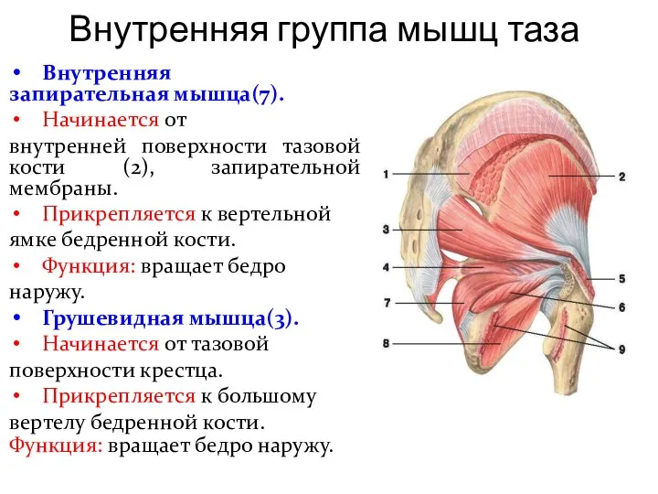 Внутренняя группа мышц таза Внутренняя запирательная мышца(7). Начинается от внутренней поверхности тазовой