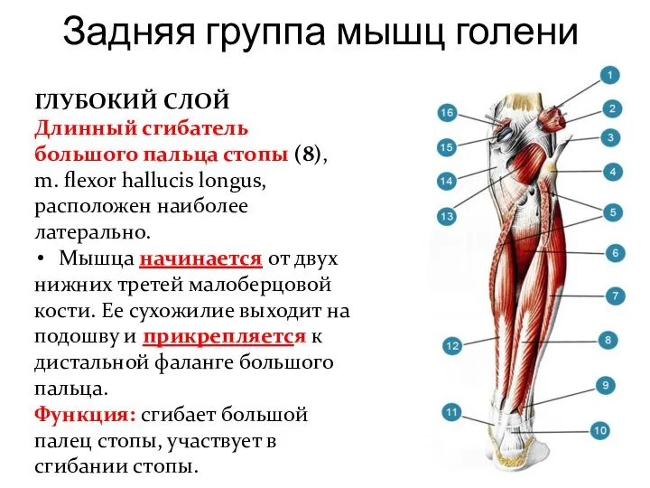 Задняя группа мышц голени ГЛУБОКИЙ СЛОЙ Длинный сгибатель большого пальца стопы (8),