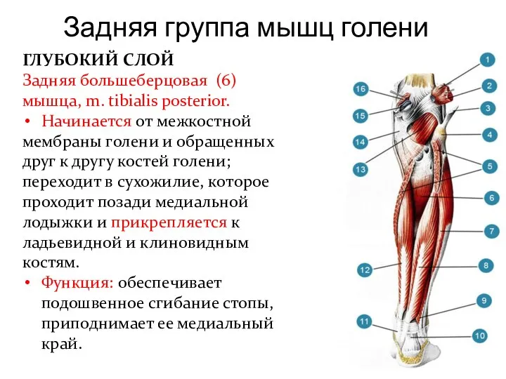 Задняя группа мышц голени ГЛУБОКИЙ СЛОЙ Задняя большеберцовая (6) мышца, m. tibialis