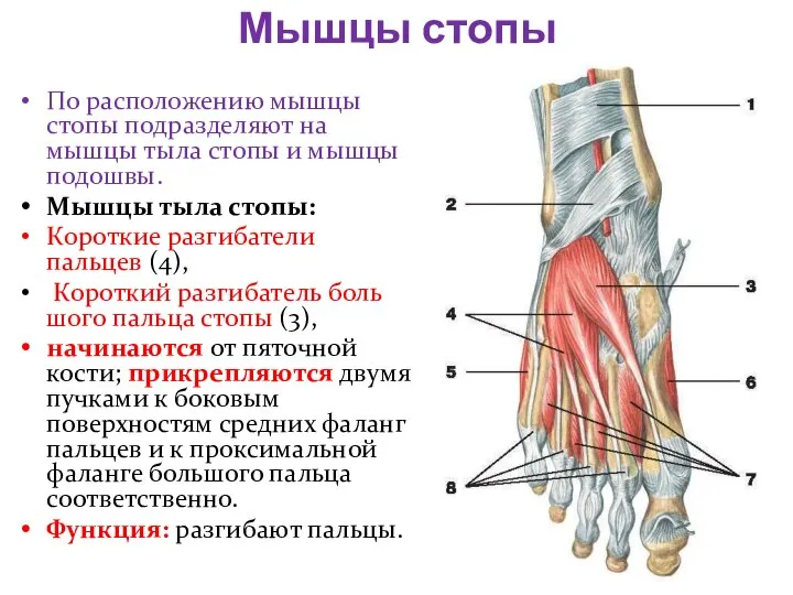 Мышцы стопы По расположению мышцы стопы подразделяют на мышцы тыла стопы и