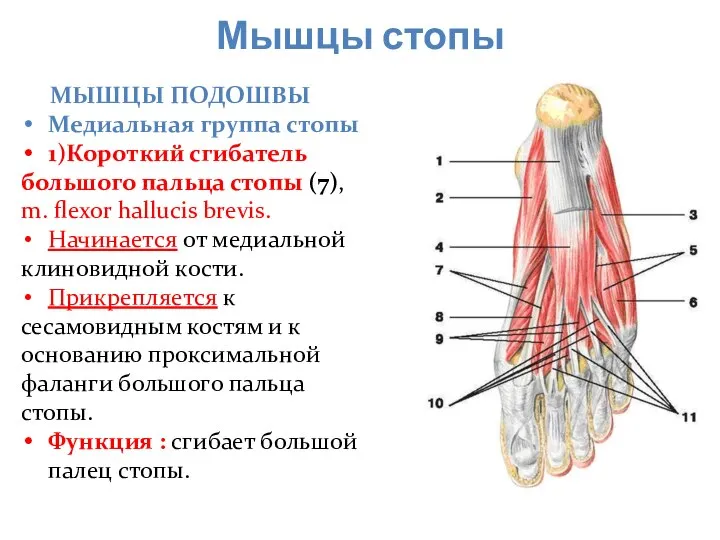 Мышцы стопы МЫШЦЫ ПОДОШВЫ Медиальная группа стопы 1)Короткий сгибатель большого пальца стопы