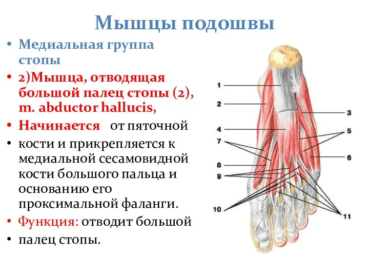 Мышцы подошвы Медиальная группа стопы 2)Мышца, отводящая большой палец стопы (2), m.