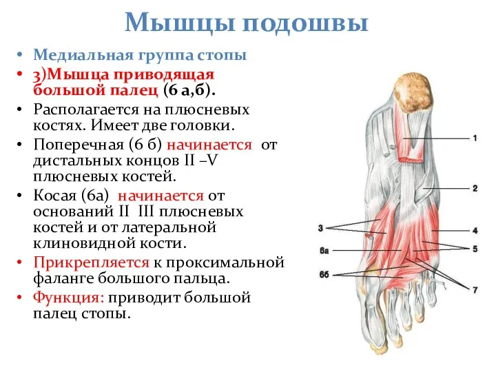 Мышцы подошвы Медиальная группа стопы 3)Мышца приводящая большой палец (6 а,б). Располагается