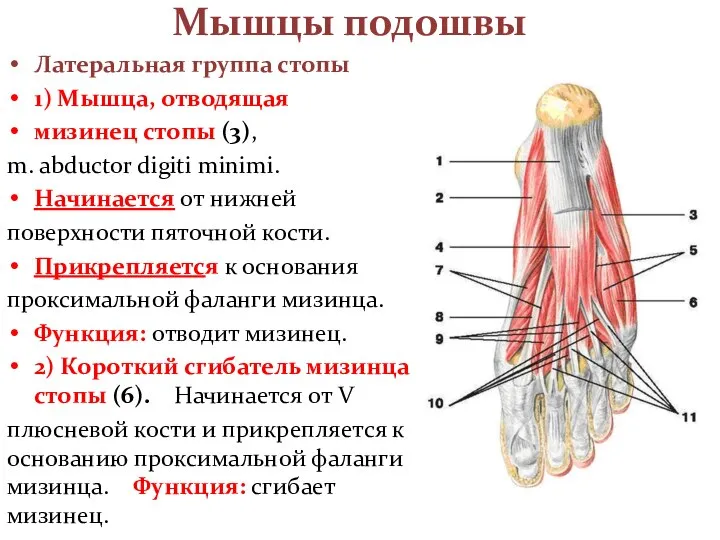 Мышцы подошвы Латеральная группа стопы 1) Мышца, отводящая мизинец стопы (3), m.