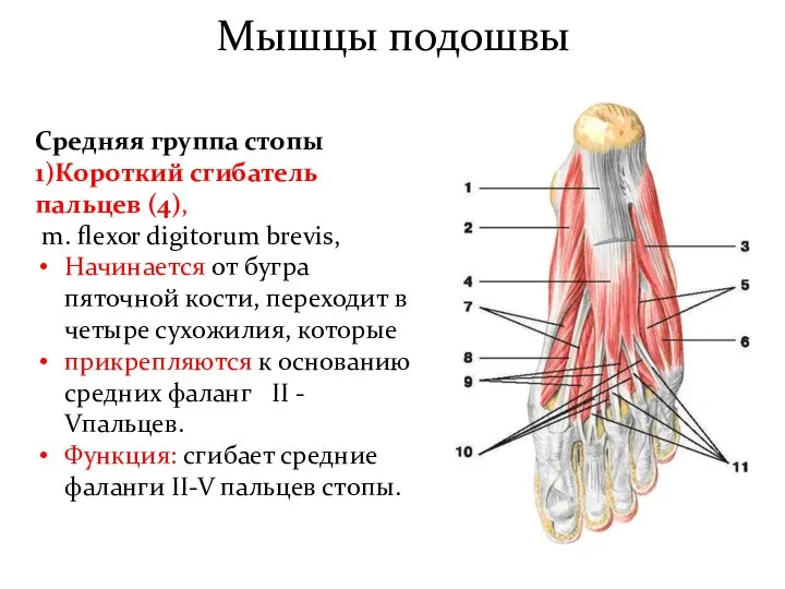 Мышцы подошвы Средняя группа стопы 1)Короткий сгибатель пальцев (4), m. flexor digitorum