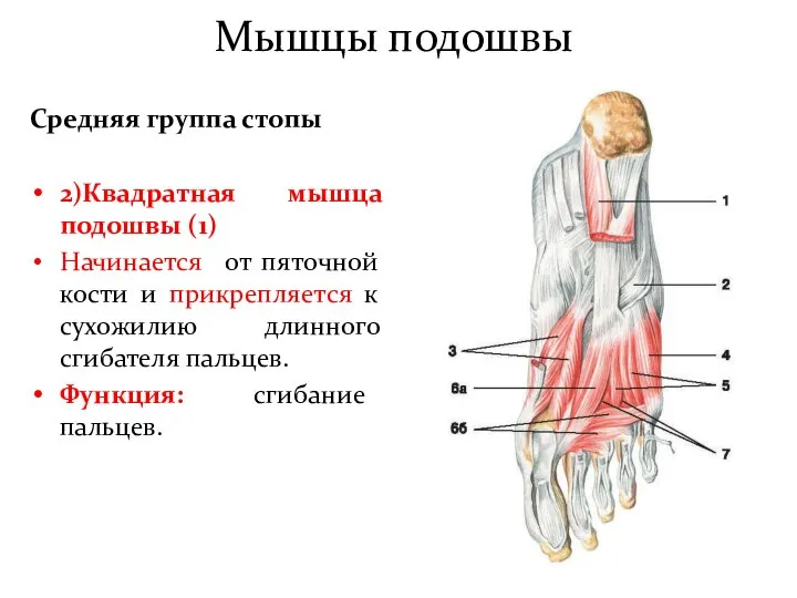 Мышцы подошвы Средняя группа стопы 2)Квадратная мышца подошвы (1) Начинается от пяточной