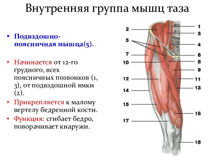 Внутренняя группа мышц таза Подвздошно-поясничная мышца(5). Начинается от 12-го грудного, всех поясничных