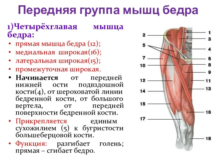 Передняя группа мышц бедра 1)Четырёхглавая мышца бедра: прямая мышца бедра (12); медиальная