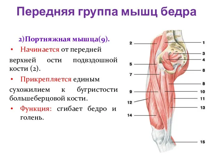 2)Портняжная мышца(9). Начинается от передней верхней ости подвздошной кости (2). Прикрепляется единым