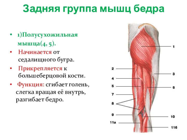 Задняя группа мышц бедра 1)Полусухожильная мышца(4, 5). Начинается от седалищного бугра. Прикрепляется