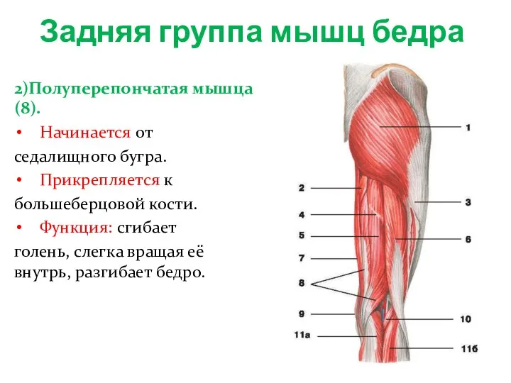 Задняя группа мышц бедра 2)Полуперепончатая мышца(8). Начинается от седалищного бугра. Прикрепляется к