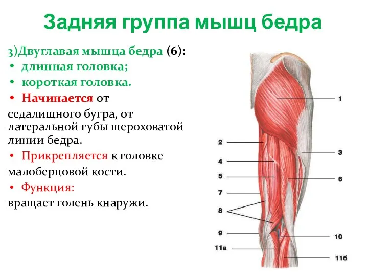 Задняя группа мышц бедра 3)Двуглавая мышца бедра (6): длинная головка; короткая головка.