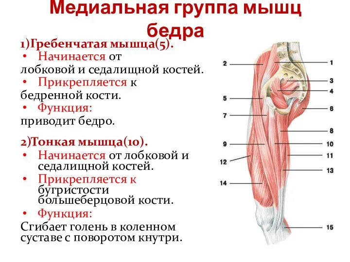 Медиальная группа мышц бедра 1)Гребенчатая мышца(5). Начинается от лобковой и седалищной костей.