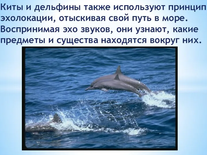 Киты и дельфины также используют принцип эхолокации, отыскивая свой путь в море.