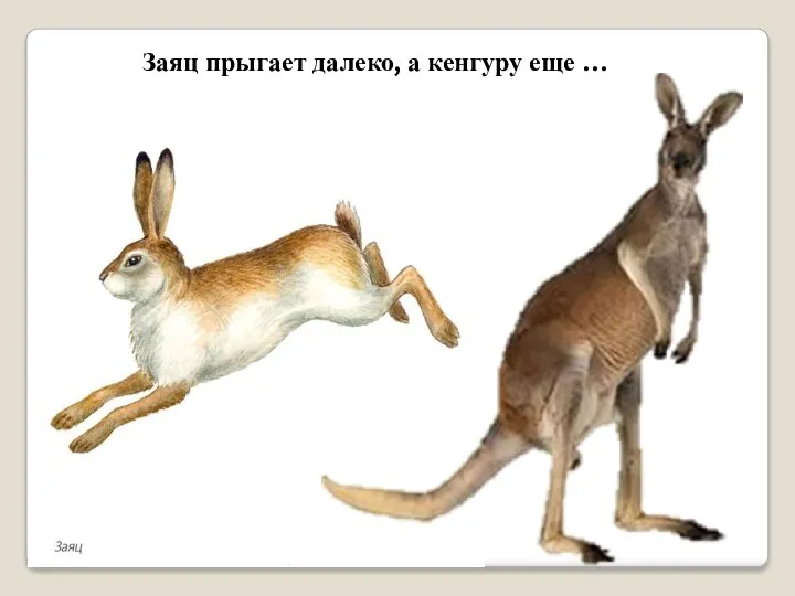 Заяц прыгает далеко, а кенгуру еще …