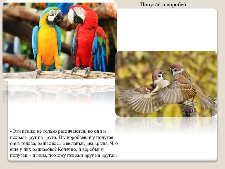 «Эти птицы не только различаются, но они и похожи друг на друга.