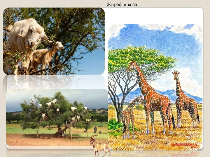Жираф и коза