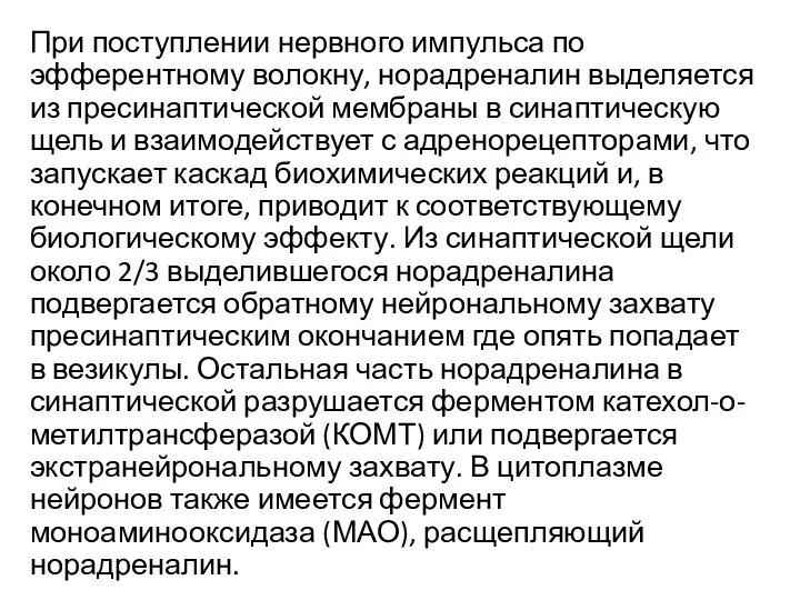 При поступлении нервного импульса по эфферентному волокну, норадреналин выделяется из пресинаптической мембраны