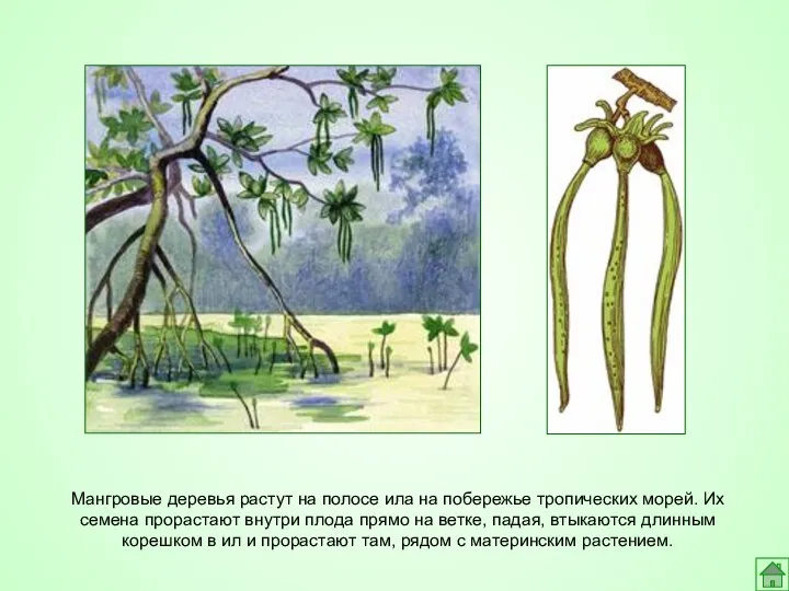Мангровые деревья растут на полосе ила на побережье тропических морей. Их семена