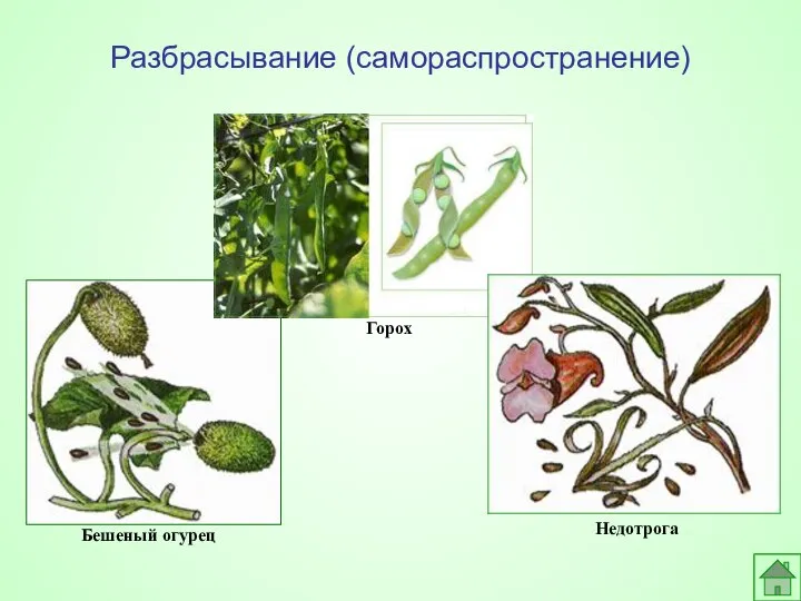 Бешеный огурец Недотрога Разбрасывание (самораспространение) Горох