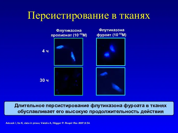 Персистирование в тканях Adcock I, Ito K, data in press; Valotis A,