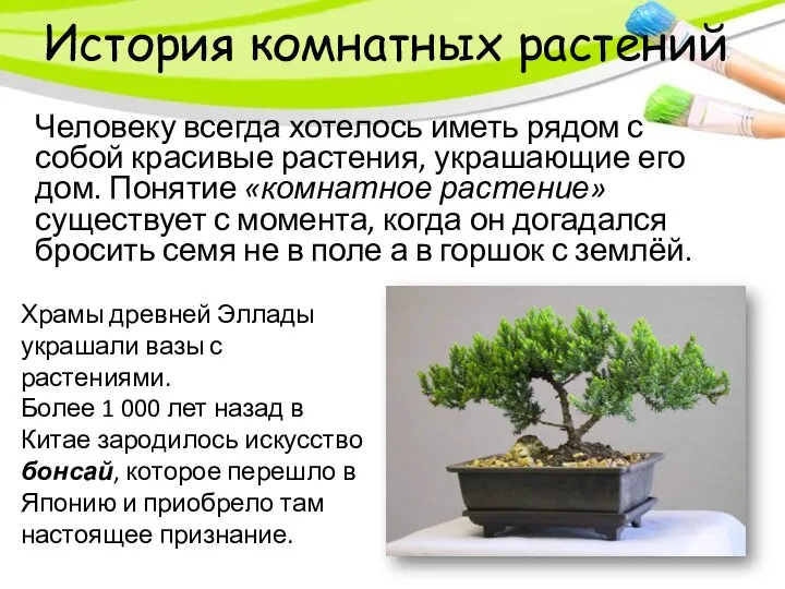 Человеку всегда хотелось иметь рядом с собой красивые растения, украшающие его дом.