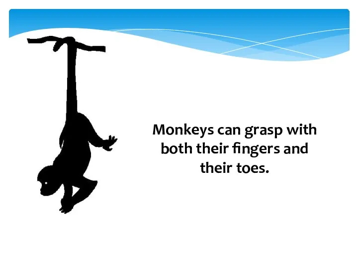 Monkeys can grasp with both their fingers and their toes.